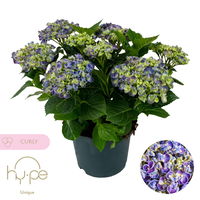 Hortensie 'Curly Wurly®', blau, vorgetrieben, Topf-Ø 14 cm