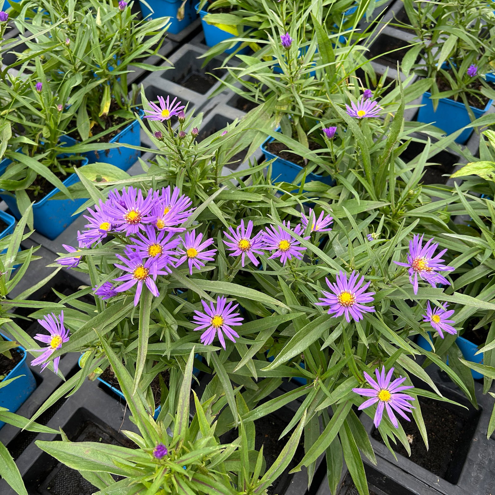 Bio Kissenaster 'Blauer Gletscher', violettblau, Topf 11x11 cm, 3 Pflanzen Bio Kissenaster 'Blauer Gletscher', violettblau, Topf 11x11 cm, 3 Pflanzen