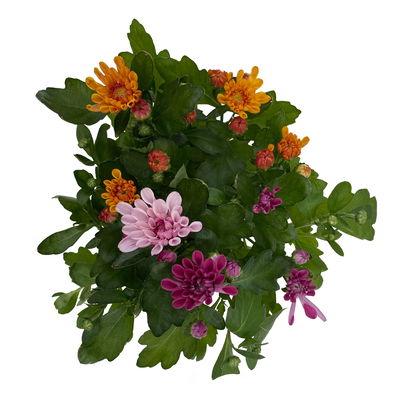 Chrysanthemen 'Trio', rosa-lila-orange, Topf-Ø 12 cm, 6 Pflanzen Chrysanthemen 'Trio', rosa-lila-orange, Topf-Ø 12 cm, 6 Pflanzen