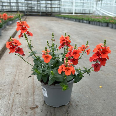 Diascia, lachs, Topf-Ø 12 cm, 6 Pflanzen Diascia, lachs, Topf-Ø 12 cm, 6 Pflanzen