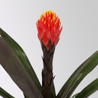 Guzmania 'Tala', orange-gelb, Topf-Ø 12 cm , Höhe ca. 45 cm, 2 Pflanzen