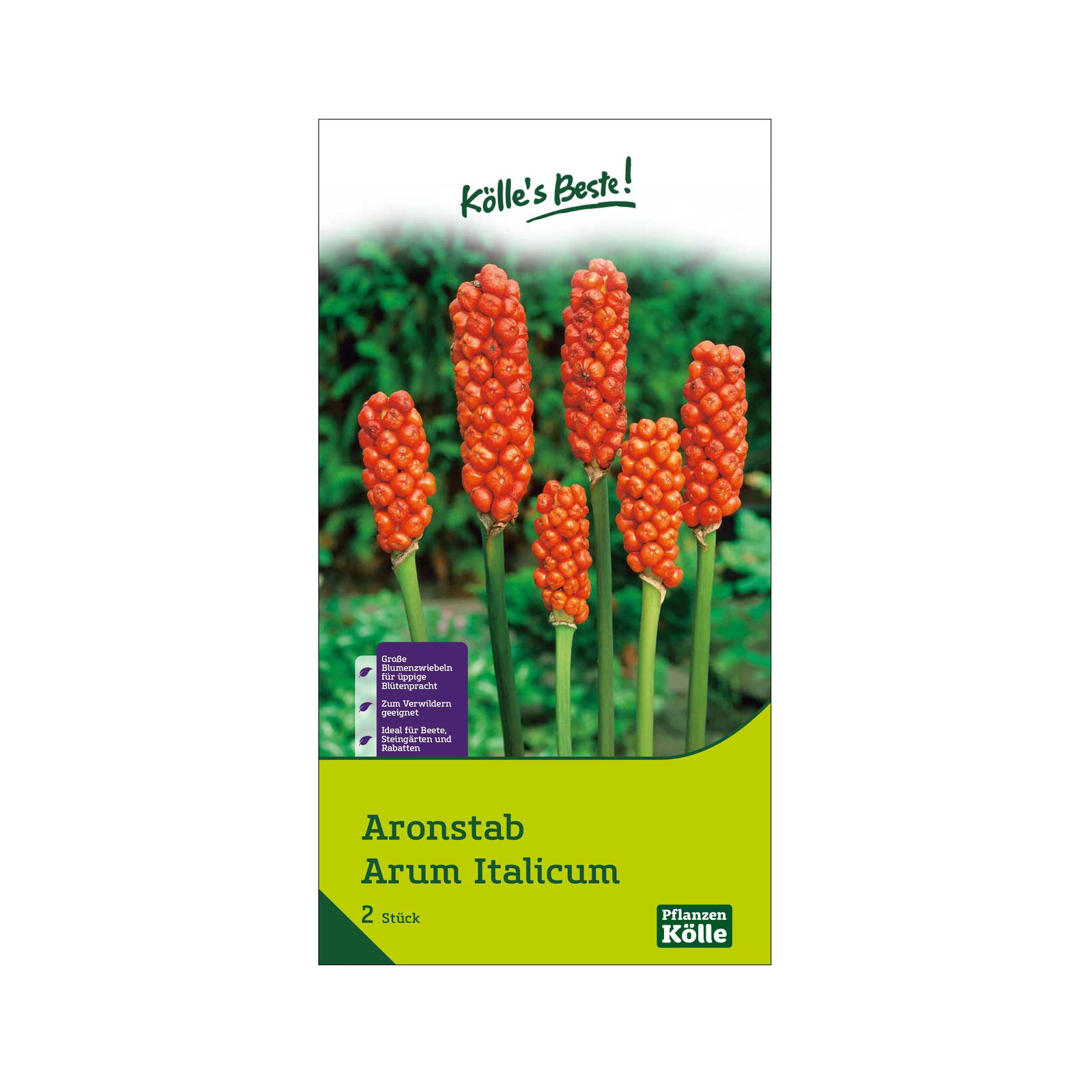 Arum Italicum, der Aronstab, für schattige Lagen, Größe 10+, 2 Blumenzwiebeln