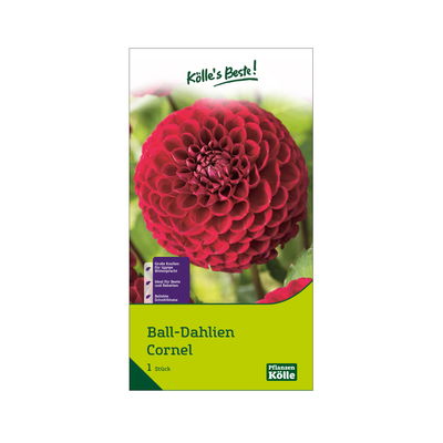 Kölles Beste Ball-Dahlie 'Cornel' warm rot, 1 Blumenknolle Kölles Beste Ball-Dahlie 'Cornel' warm rot, 1 Blumenknolle