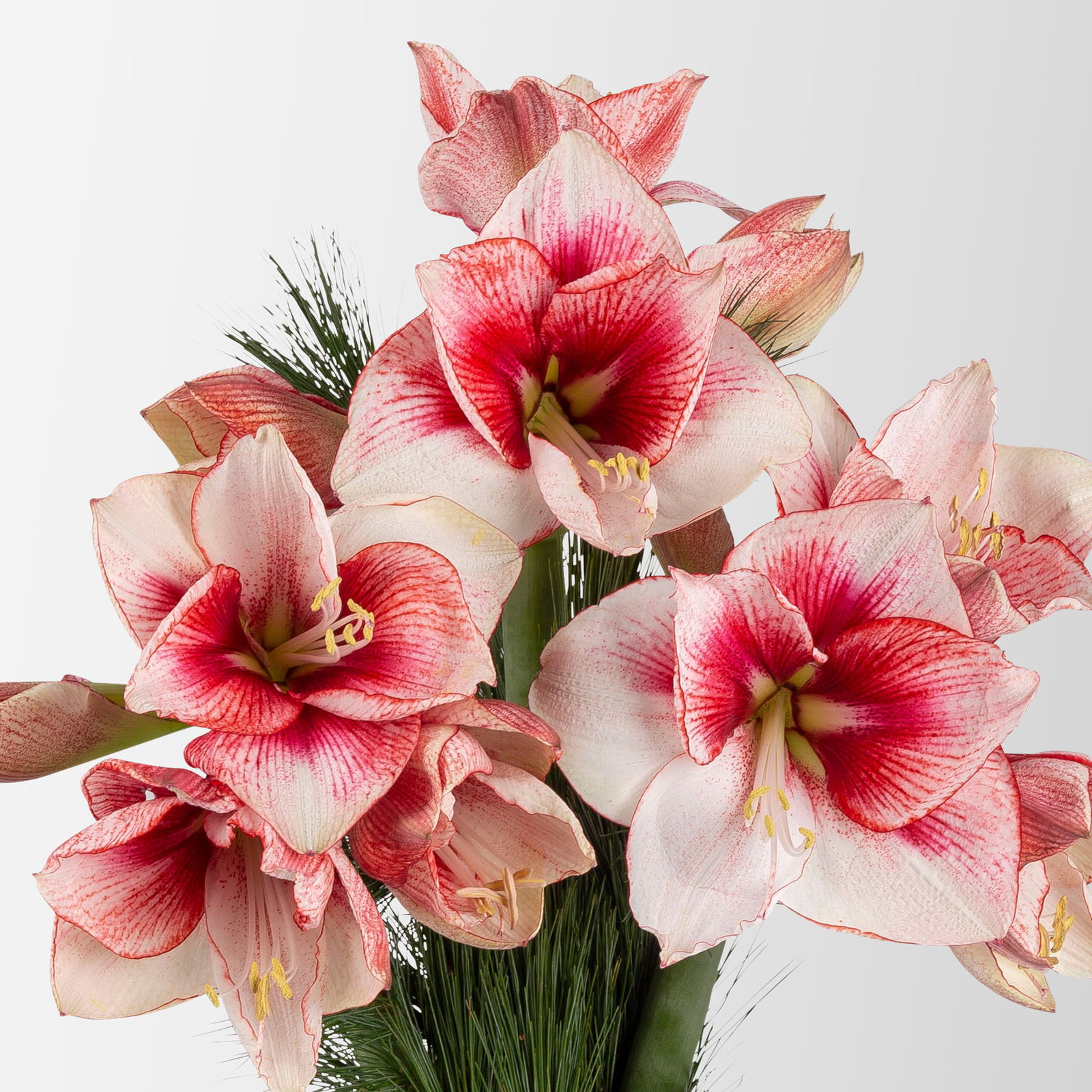 Schnittblumen-Mix aus 5 lachsfarbenen Amaryllis & 5 Seidenkiefer