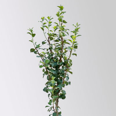 Kölle Bio Säulenbirne 'Decora', Unterlage Quitte A, Topf 10 Liter Kölle Bio Säulenbirne 'Decora', Unterlage Quitte A, Topf 10 Liter