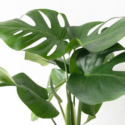 Monstera deliciosa, Busch, Topf-Ø 19 cm, Höhe ca. 80 cm