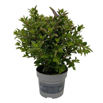 Hebe 'All Blooms®', blau, Topf-Ø 12 cm, 3 Pflanzen Hebe 'All Blooms®', blau, Topf-Ø 12 cm, 3 Pflanzen