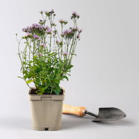 Bio Steifes Eisenkraut violett, Topf 11x11 cm, 3 Pflanzen Bio Steifes Eisenkraut violett, Topf 11x11 cm, 3 Pflanzen