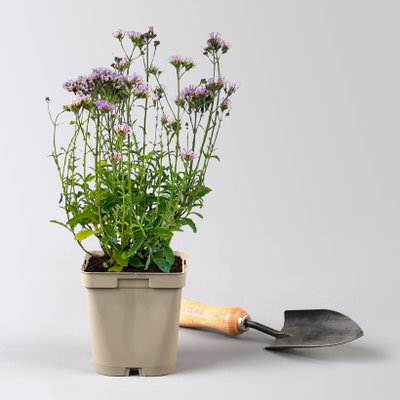 Bio Steifes Eisenkraut violett, Topf 11x11 cm, 3 Pflanzen Bio Steifes Eisenkraut violett, Topf 11x11 cm, 3 Pflanzen