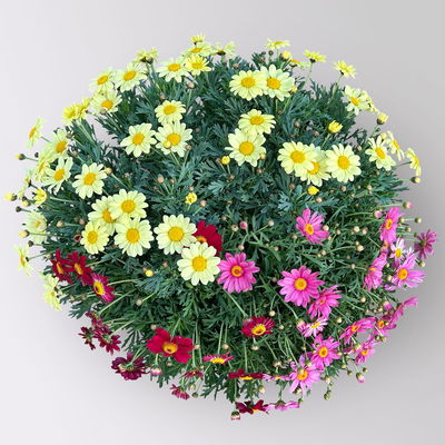 Margerite 'Trio', rosa-gelb-rot, Topf-Ø 25 cm Margerite 'Trio', rosa-gelb-rot, Topf-Ø 25 cm