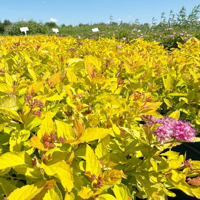 Gelbblättrige Zwergsommerspiere 'Golden Princess', purpurrosa, Topf 5 Liter
