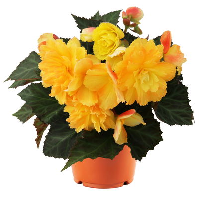 Begonie I’CONIA® 'Portofino Citrix', gelb, Topf-Ø 13 cm, 6 Pflanzen