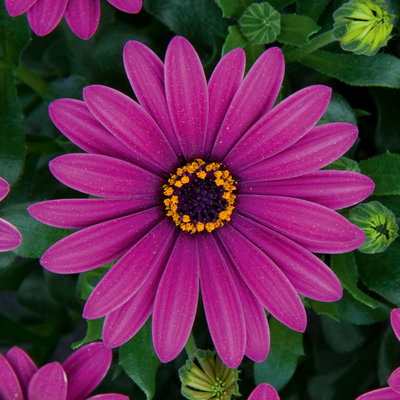 Kapkörbchen lila, Topf-Ø 12 cm, 6er-Set