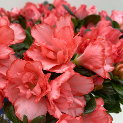 Azalee Hortinno® 'Christine Magic', lachs, Topf-Ø 13 cm, H.ca. 25cm, 3 Pflanzen Azalee Hortinno® 'Christine Magic', lachs, Topf-Ø 13 cm, H.ca. 25cm, 3 Pflanzen