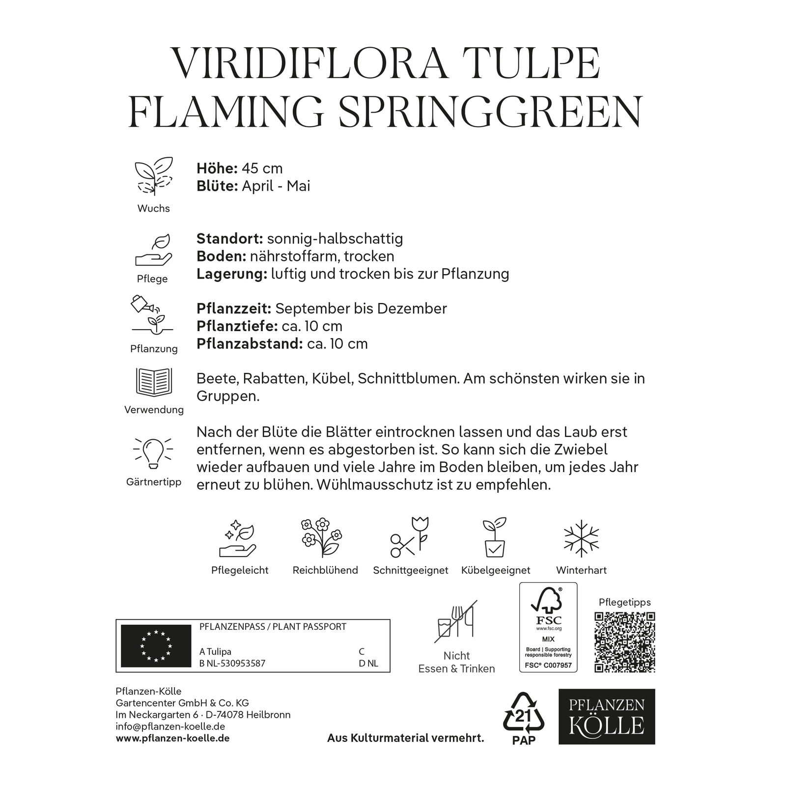 Viridiflora Tulpen 'Flaming Spring / Green', Rot-Weiß, 7 Blumenzwiebeln