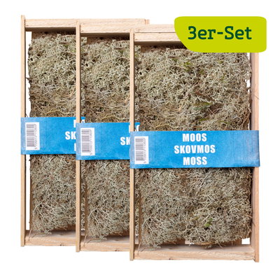 Silbermoos in der Holzkiste klein, 3er-Set Silbermoos in der Holzkiste klein, 3er-Set