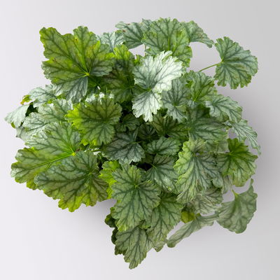 Bio Purpurglöckchen 'Paris', silbrig grün, Topf-Ø 12 cm, 3 Pflanzen