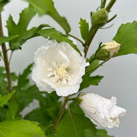 Säulen-Gartenhibiskus 'Flower Tower White®' weiß, Höhe 40-60 cm, Topf 5 l