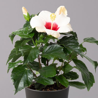 Hibiskus, weiß mit Keramiktopf Dallas anthrazit,Topf-Ø 13 cm,2 Pflanzen