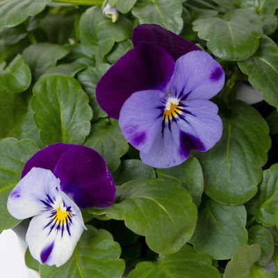 Bio Hornveilchen, Farben zufällig, Topf-Ø 12cm, 6 Pflanzen Bio Hornveilchen, Farben zufällig, Topf-Ø 12cm, 6 Pflanzen