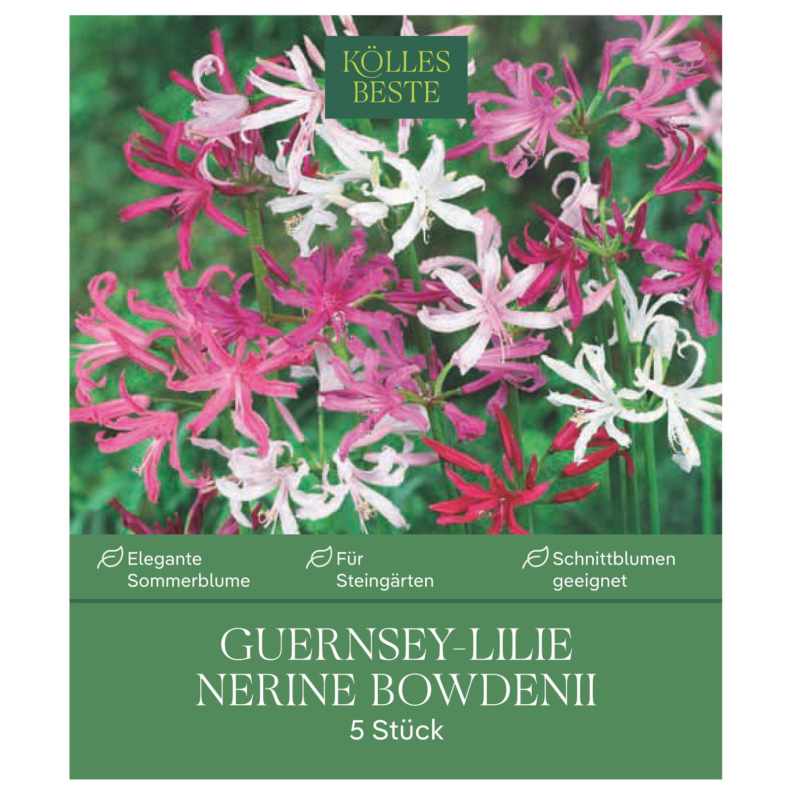 Kölles Beste Guernsey-Lilie 'Nerine bowdenii' rosa, 5 Blumenknollen