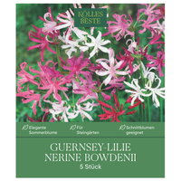 Kölles Beste Guernsey-Lilie 'Nerine bowdenii' rosa, 5 Blumenknollen