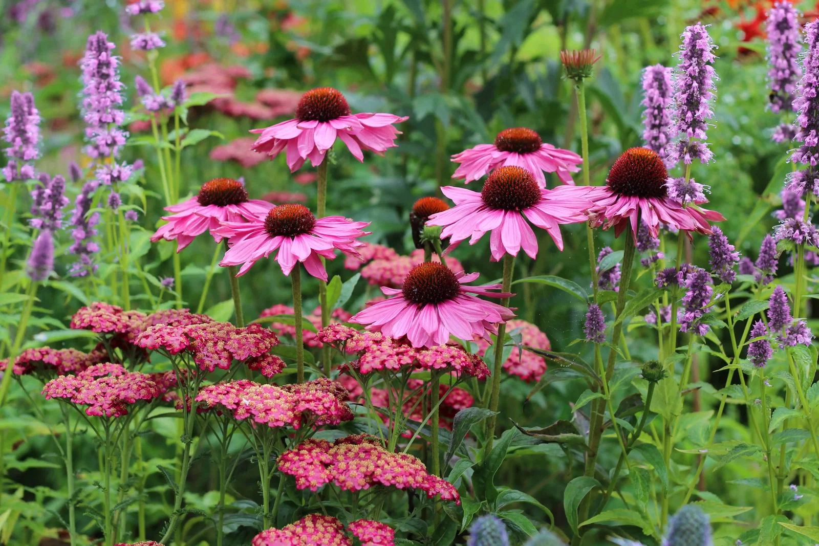 Sommerstauden in Pink