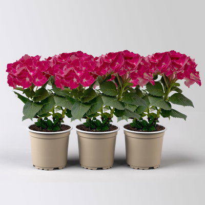Hortensie, rot, Topf-Ø 10 cm, 3 Pflanzen Hortensie, rot, Topf-Ø 10 cm, 3 Pflanzen