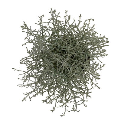 Calocephalus, silber-grau, Topf-Ø 10,5 cm, 8 Pflanzen