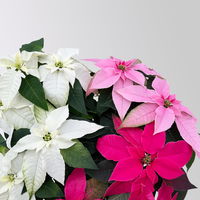 Bio Herbststern, Euphorbia 'Princettia'® Trio, rosa, pink & weiß, Topf-Ø 17 cm