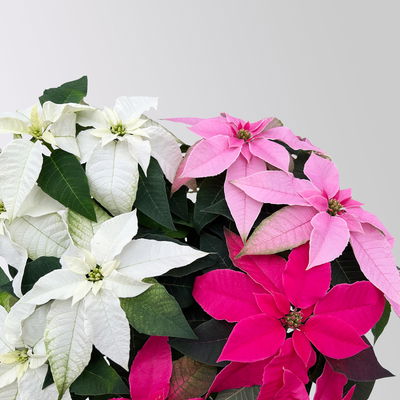 Bio Herbststern, Euphorbia 'Princettia'® Trio, rosa, pink & weiß, Topf-Ø 17 cm Bio Herbststern, Euphorbia 'Princettia'® Trio, rosa, pink & weiß, Topf-Ø 17 cm