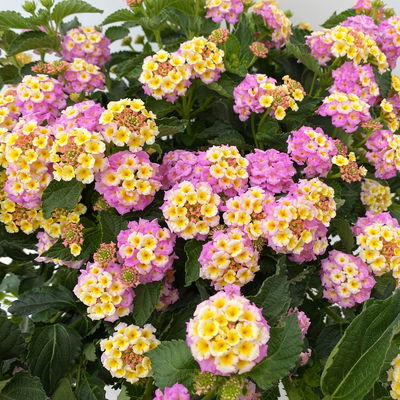 Wandelröschen lila/gelb, Topf-Ø 27 cm