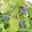 Sibirische Heidelbeeren (Lonicera kamtschatica) 4er-Set, Höhe 25-30 cm, Topf 3 l
