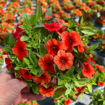 Zauberglöckchen 'Orange' orange, Topf-Ø 13 cm, 6 Pflanzen