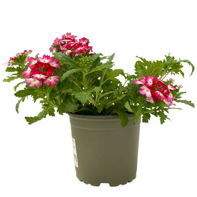 Eisenkraut zweifarbig, Topf-Ø 12 cm, 6 Stück