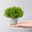 Hebe Mini 'Green Globe®', Topf-Ø 7 cm, 12 Pflanzen