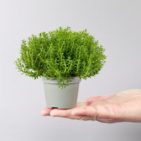 Hebe Mini 'Green Globe®', Topf-Ø 7 cm, 12 Pflanzen