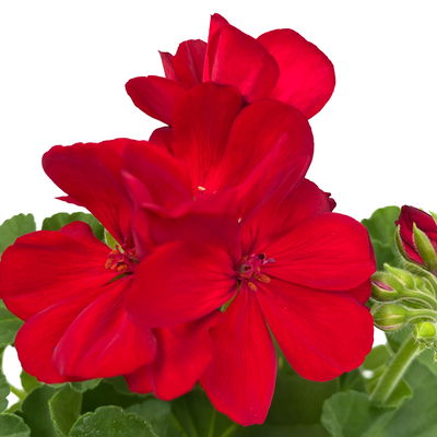 Geranie kirschrot, stehend, Topf-Ø 13 cm, 6 Stück