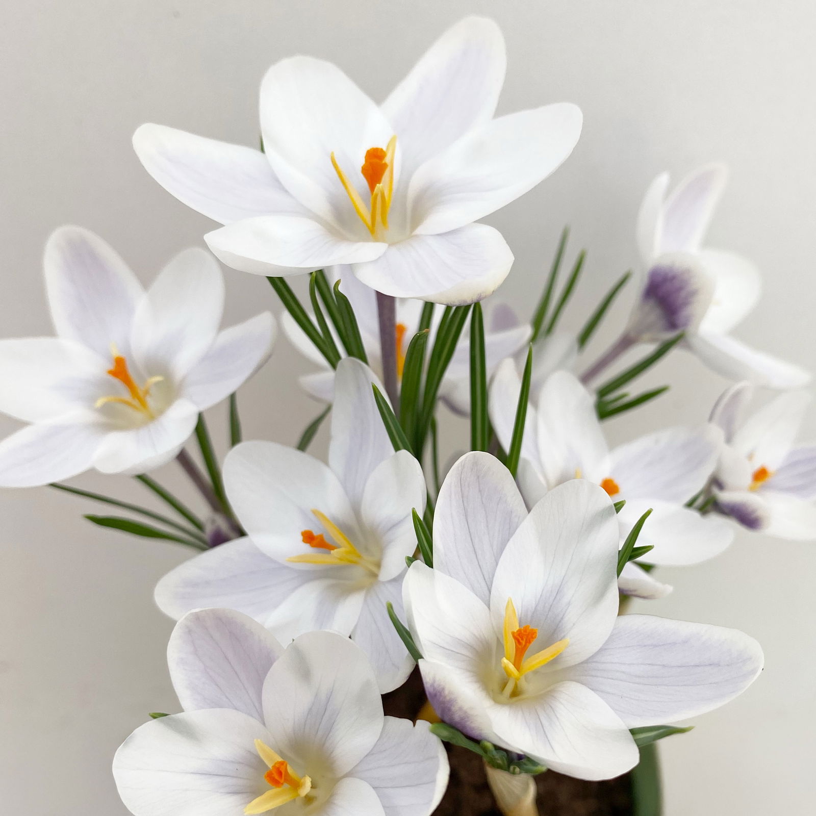 Zwiebelpflanzen-Set Frühlingsleuchten, blau-weiß-rot, 9 Pflanzen