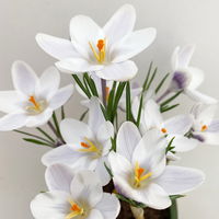 Zwiebelpflanzen-Set Frühlingsleuchten, blau-weiß-rot, 9 Pflanzen