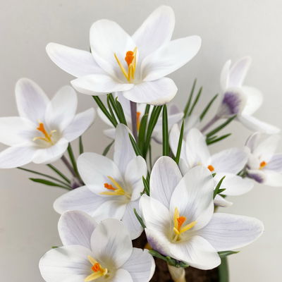 Zwiebelpflanzen-Set Frühlingsleuchten, blau-weiß-rot, 9 Pflanzen