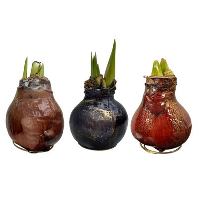 Amaryllis in Wachs, Dekor 'Univerz Jupiter', Farbe zufällig, Blüte rot