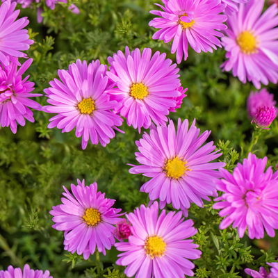 Bio Kissenaster 'Herbstgruß vom Bresserhof' rosa, Topf 11x11 cm, 3 Pflanzen Bio Kissenaster 'Herbstgruß vom Bresserhof' rosa, Topf 11x11 cm, 3 Pflanzen