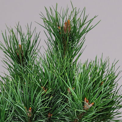 Blaue Silberkiefer 'Watereri', Höhe 25-30 cm, Topf 4 Liter, 2er-Set Blaue Silberkiefer 'Watereri', Höhe 25-30 cm, Topf 4 Liter, 2er-Set