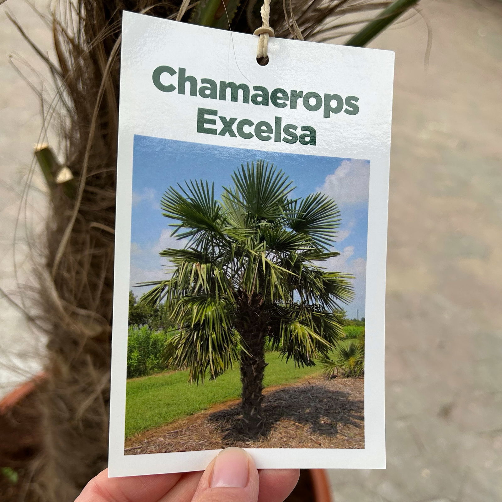 Hanfpalme, Stamm, Topf 35-45 Liter, Höhe ca. 180 cm