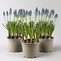 Traubenhyazinthe 'Julia' blau mit weiß, Topf -Ø 15 cm, 3 Pflanzen