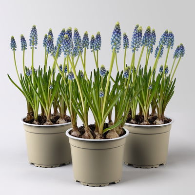 Traubenhyazinthe 'Julia' blau mit weiß, Topf -Ø 15 cm, 3 Pflanzen