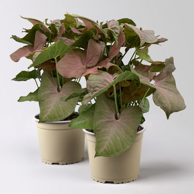 Syngonium 'Red Heart', Topf-Ø 12cm, 2 Pflanzen Syngonium 'Red Heart', Topf-Ø 12cm, 2 Pflanzen