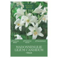 Madonnenlilie (Candidum) reinweiß, 1 Blumenzwiebel