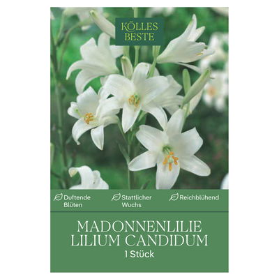 Madonnenlilie (Candidum) reinweiß, 1 Blumenzwiebel Madonnenlilie (Candidum) reinweiß, 1 Blumenzwiebel